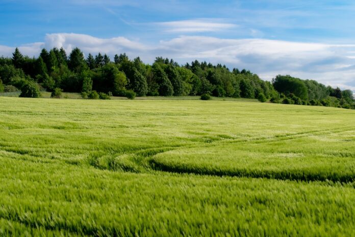 Agriculture University Faisalabad