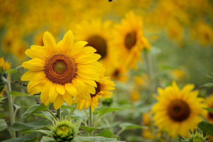 Agriculture Sunflower